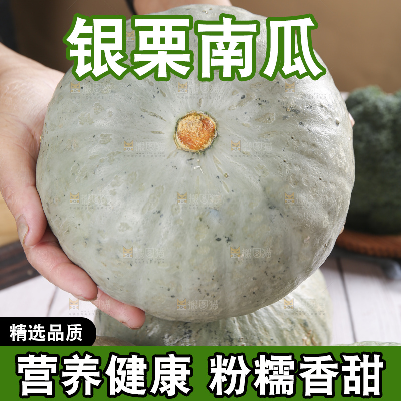 浅底上的银栗南瓜