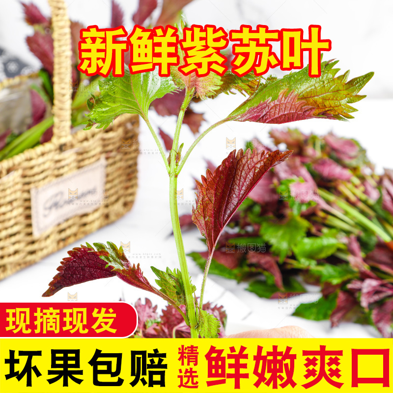 浅底上的紫苏叶