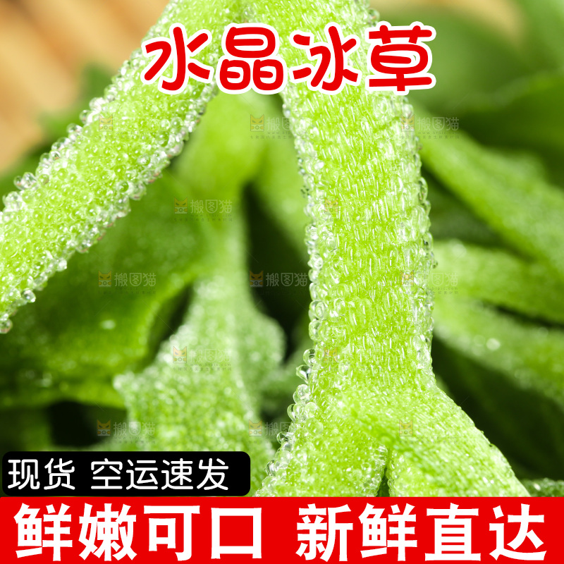 深底上的冰草