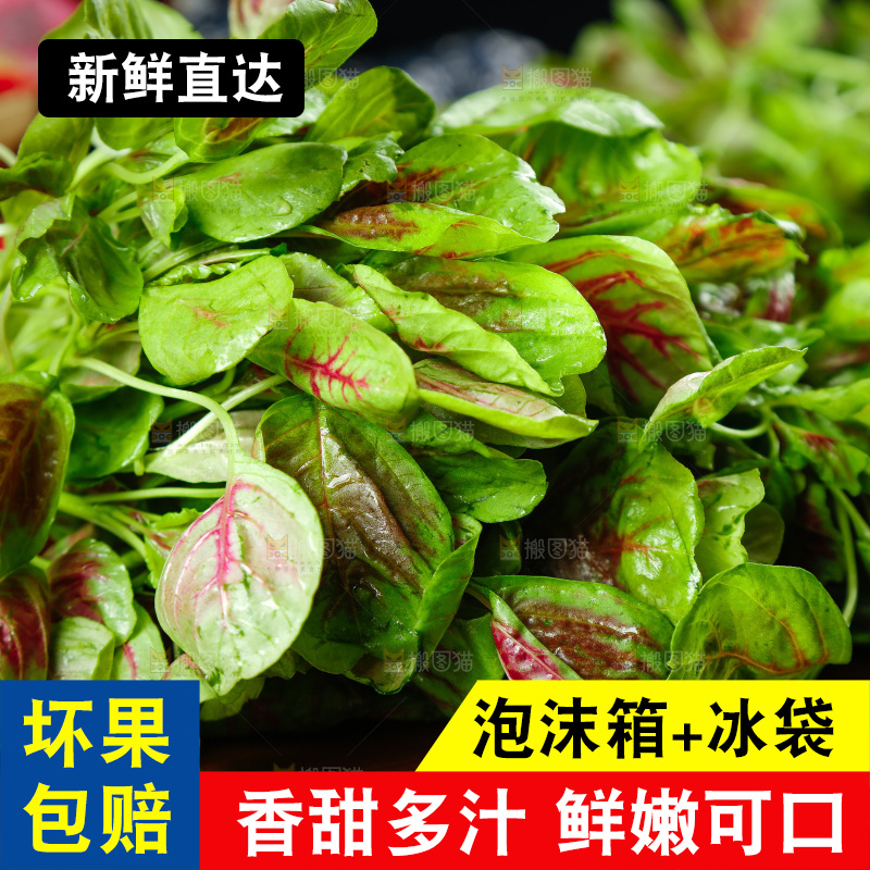 深底上的新鲜苋菜