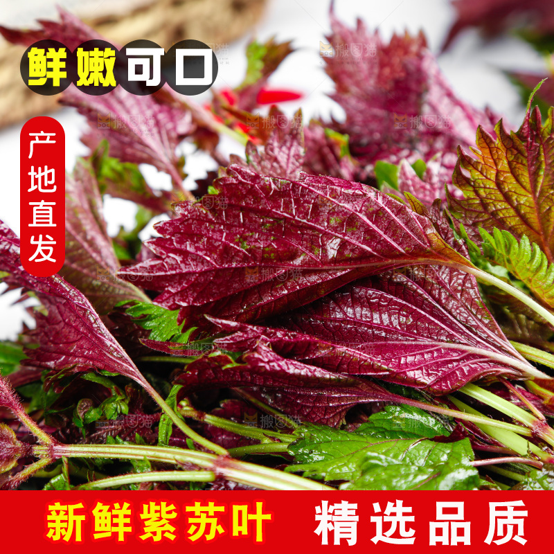 浅底上的紫苏叶