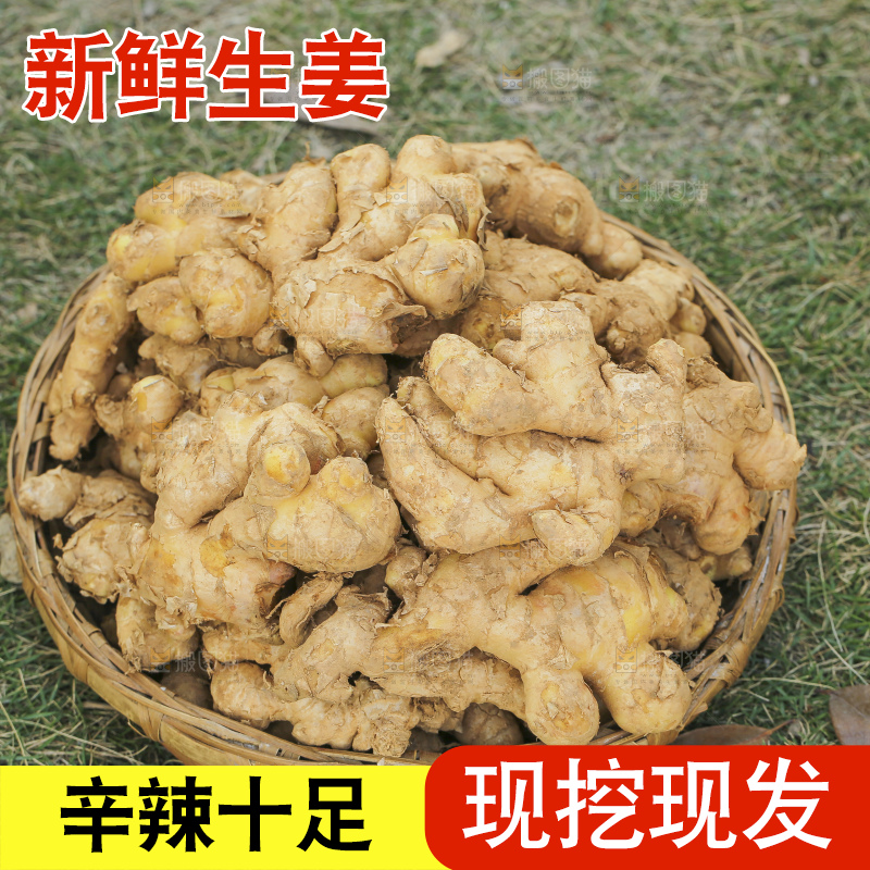 手里拿着新鲜生姜