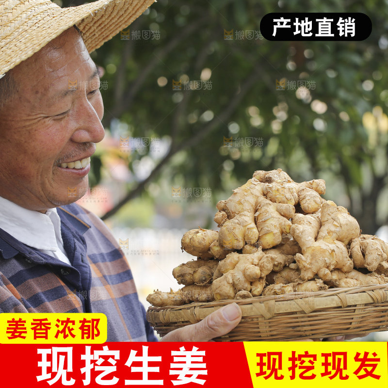 手里拿着新鲜生姜