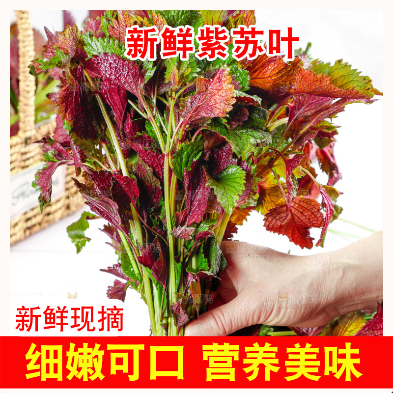 浅底上的紫苏叶