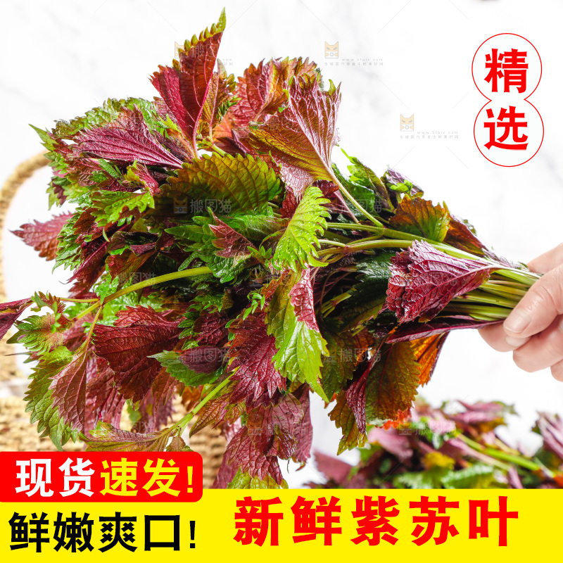浅底上的紫苏叶