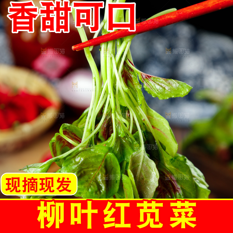 深底上的新鲜苋菜
