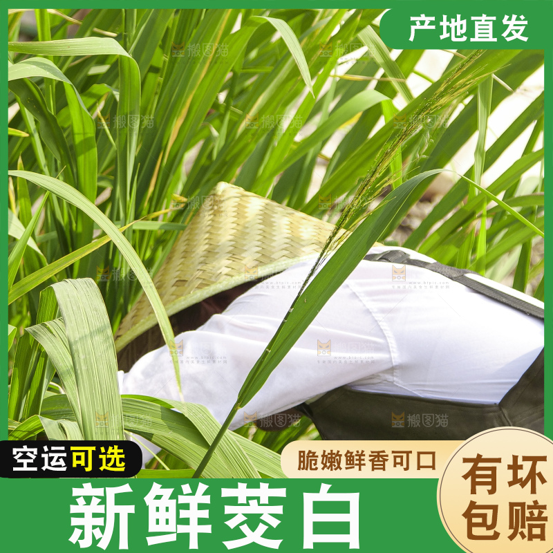 手里拿着新鲜茭白