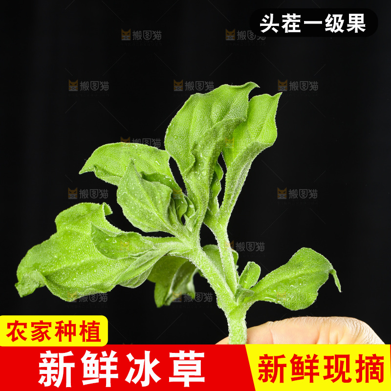 深底上的冰草