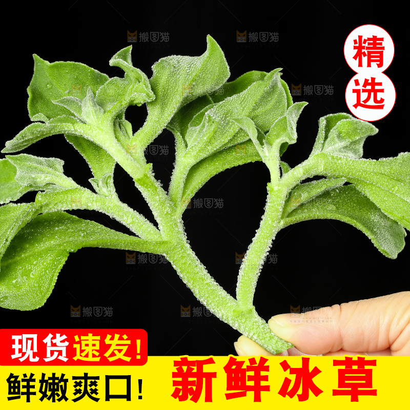 深底上的冰草