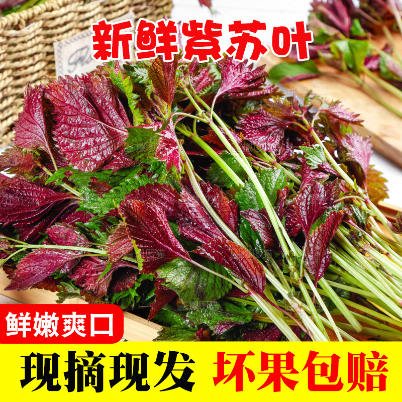 浅底上的紫苏叶