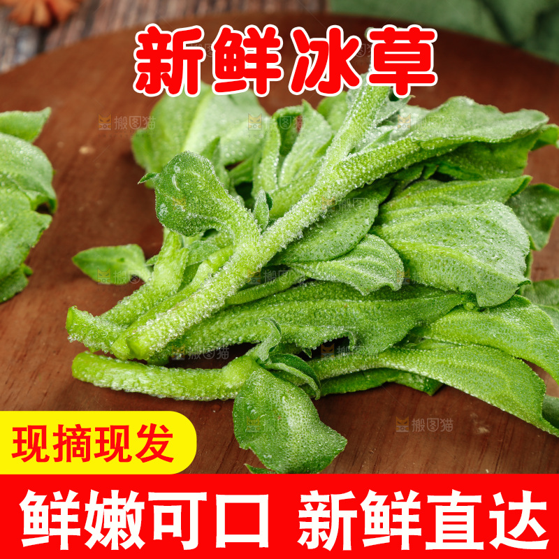 深底上的冰草