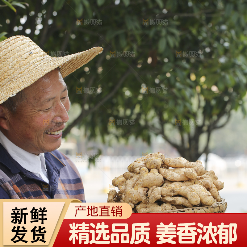 手里拿着新鲜生姜