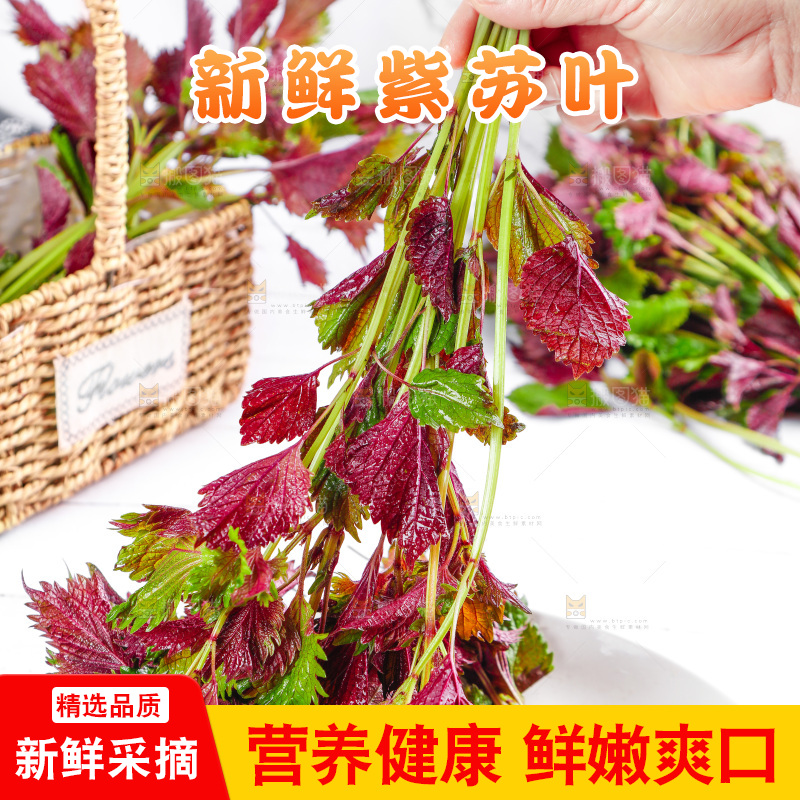 浅底上的紫苏叶