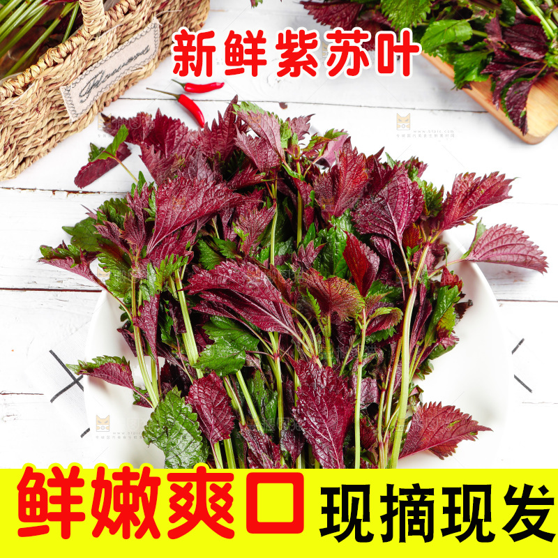 浅底上的紫苏叶