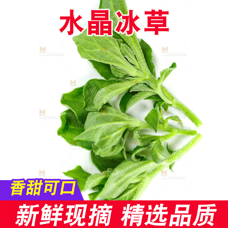白底上的冰草