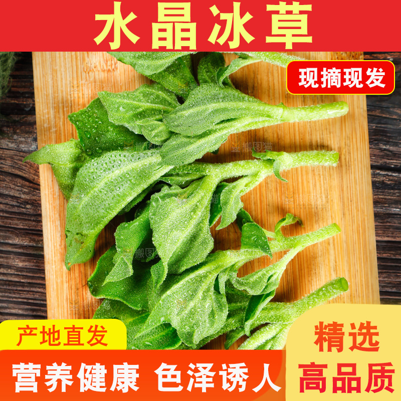 深底上的冰草