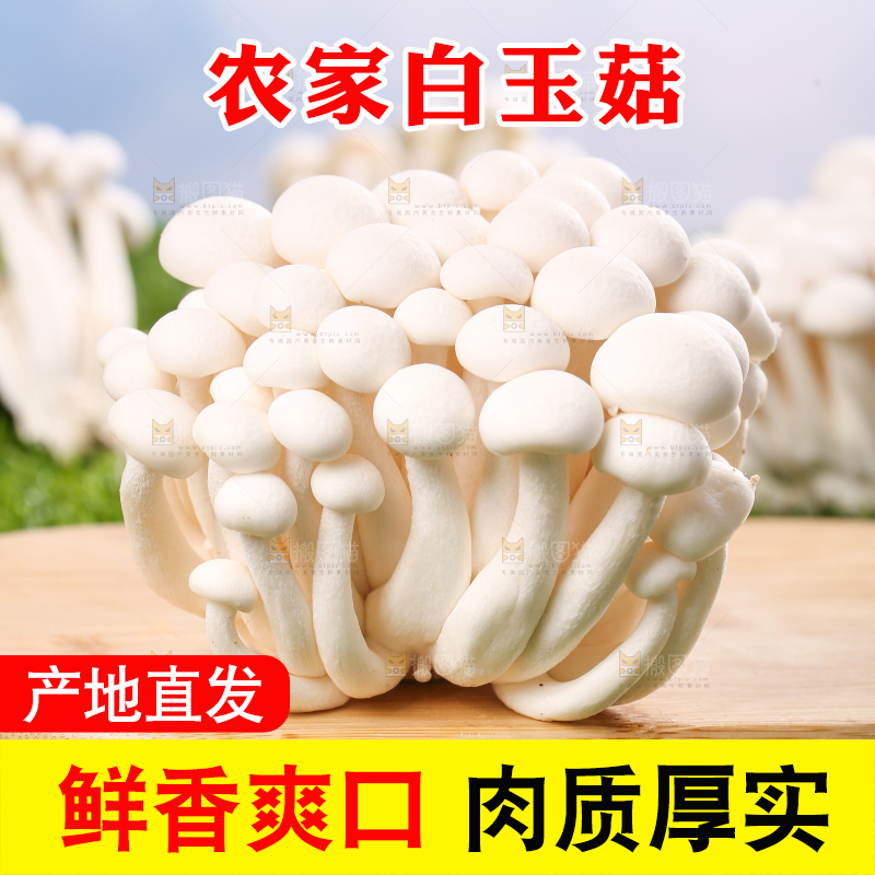 草地上的白玉菇