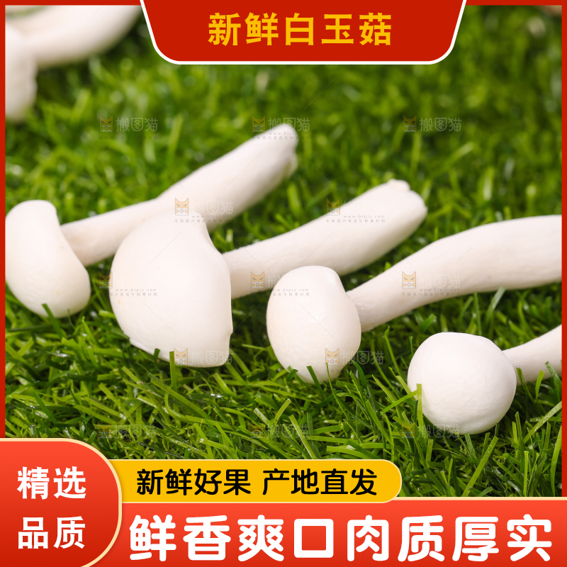 草地上的白玉菇