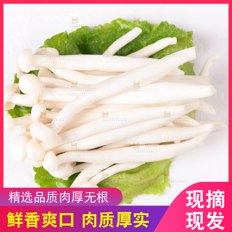 白底上的海鲜菇