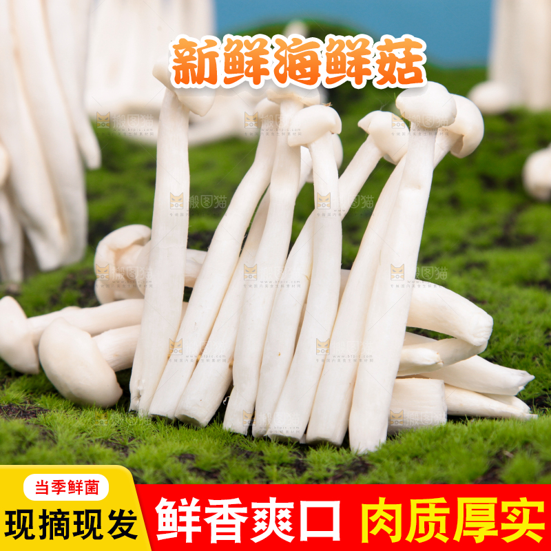 草地上的海鲜菇