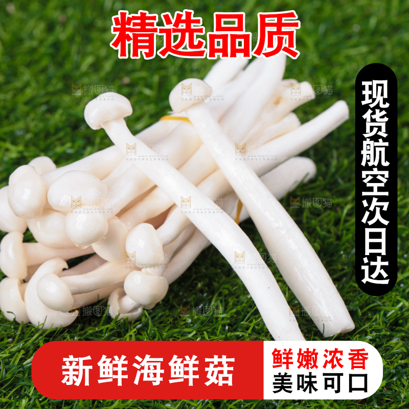 草地上的海鲜菇