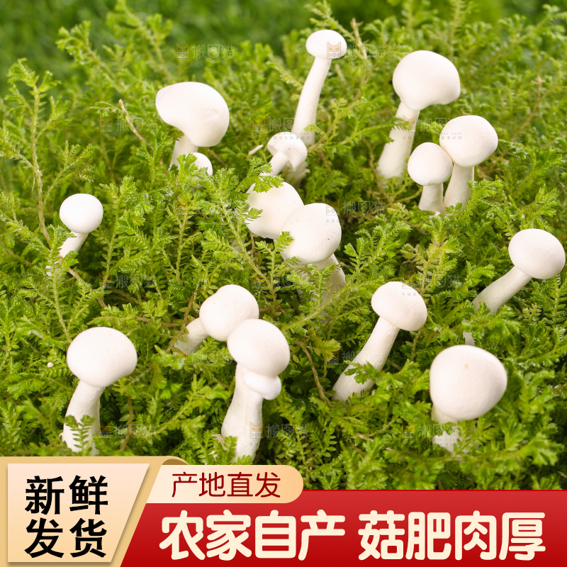 草地上的白玉菇