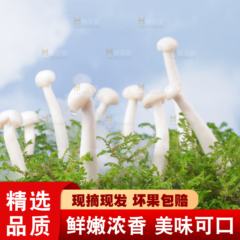 草地上的海鲜菇