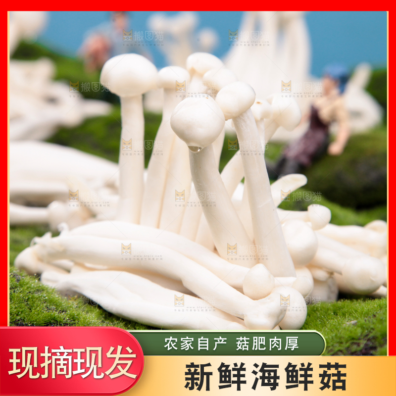 草地上的海鲜菇