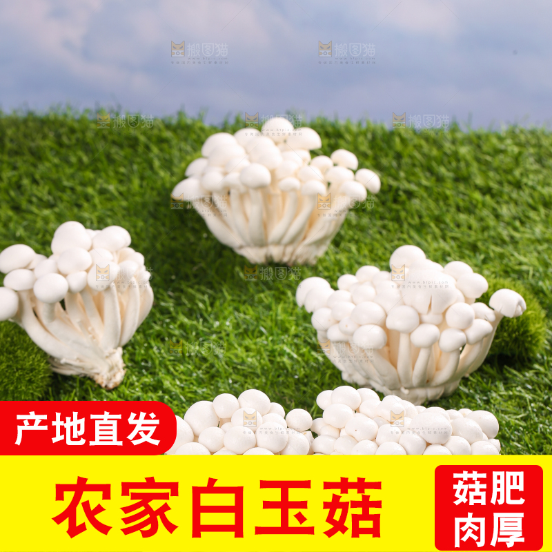 草地上的白玉菇