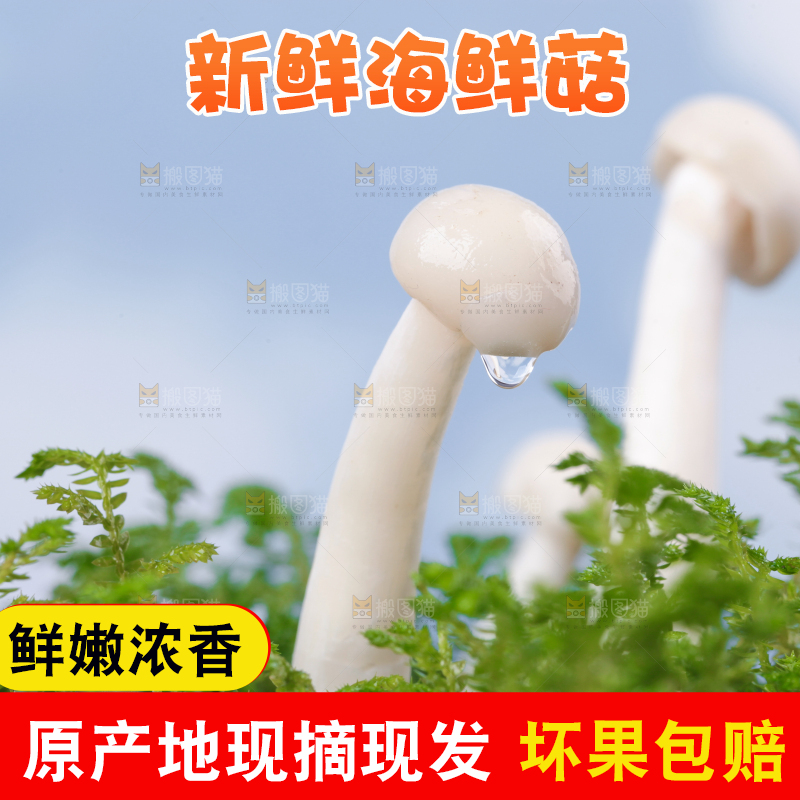 草地上的海鲜菇