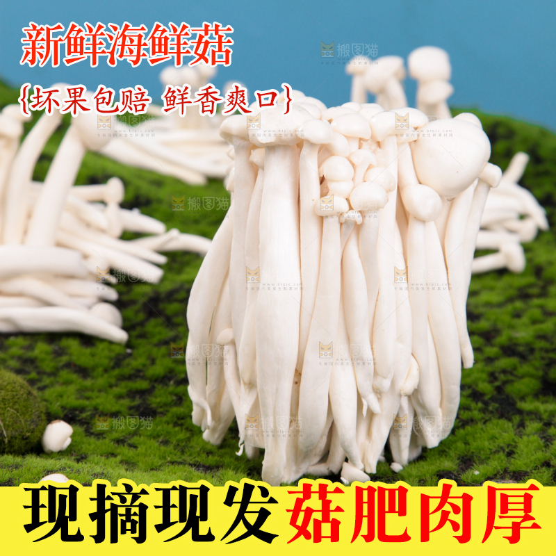 草地上的海鲜菇