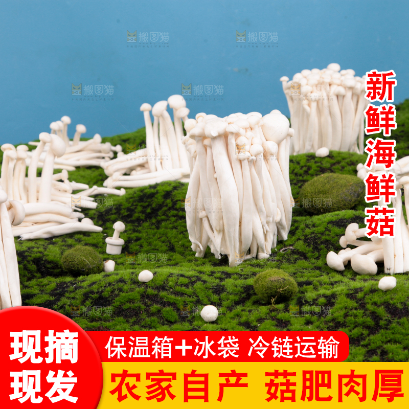 草地上的海鲜菇