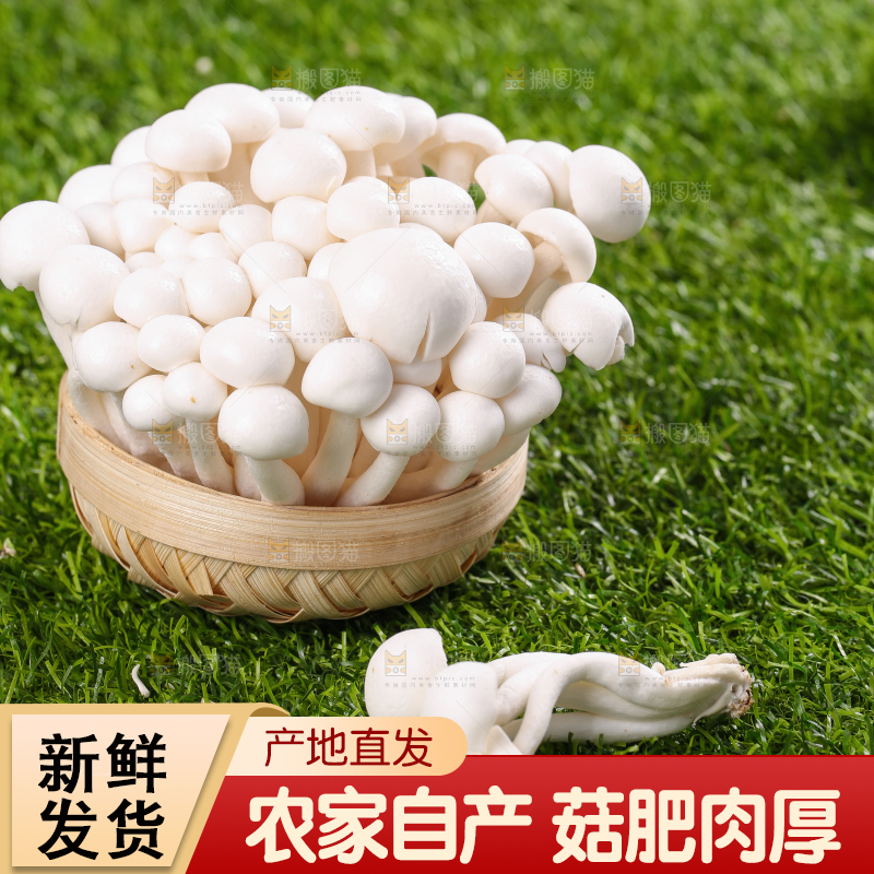草地上的白玉菇