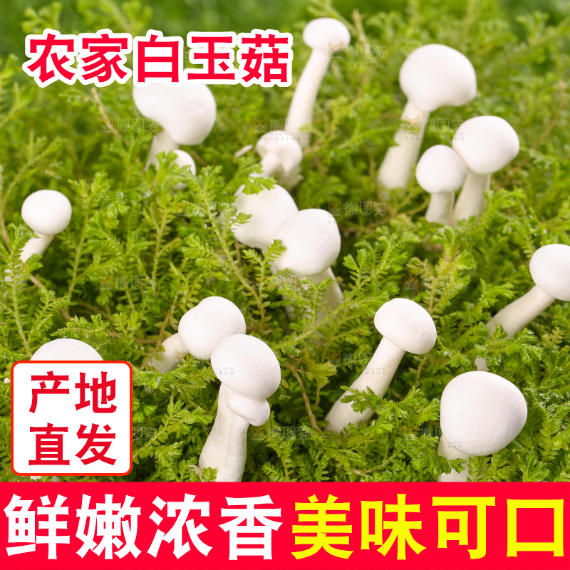 草地上的白玉菇