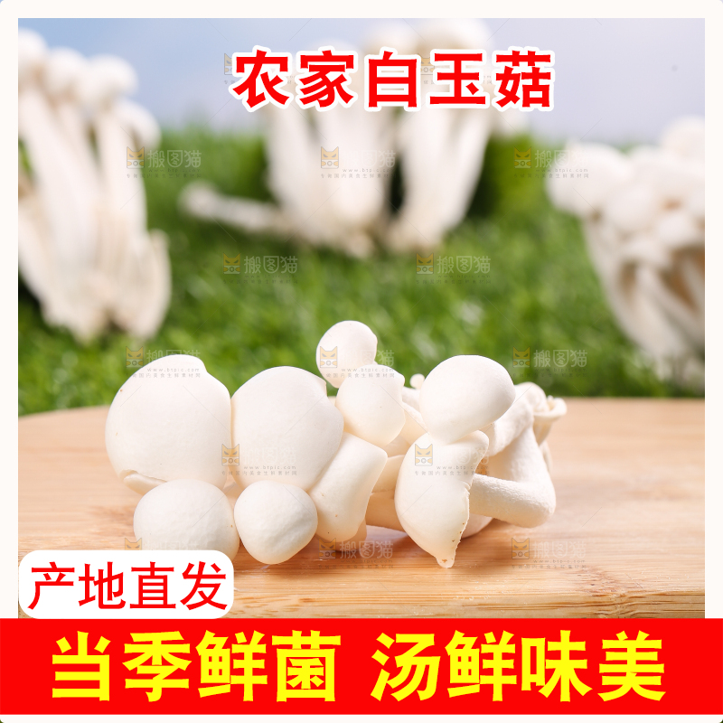 草地上的白玉菇