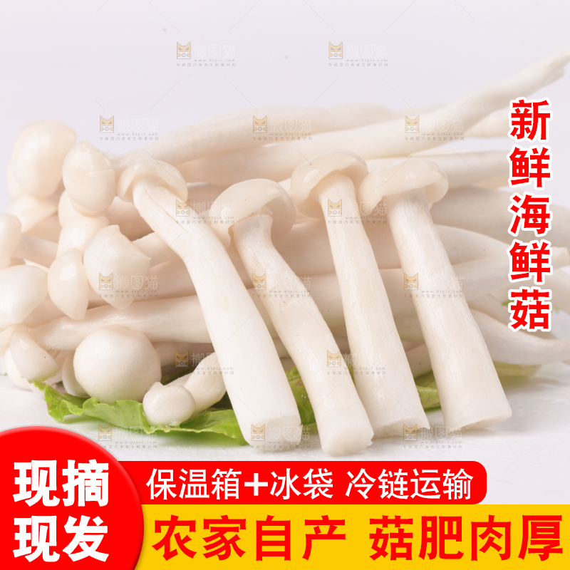 白底上的海鲜菇