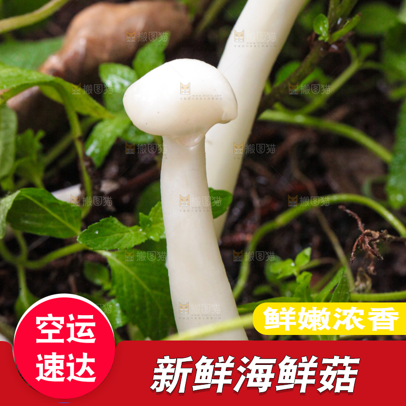 草地上的海鲜菇