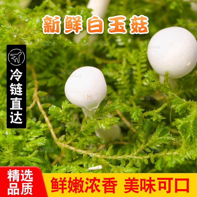 草地上的白玉菇