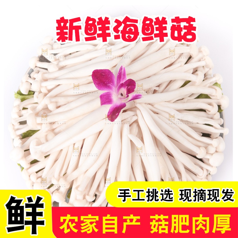 白底上的海鲜菇
