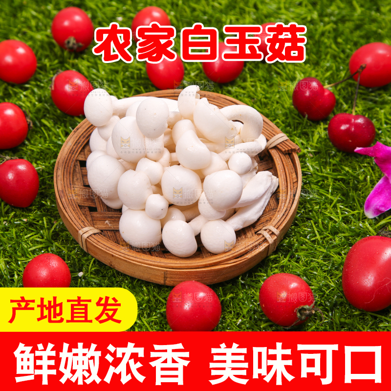 草地上的白玉菇