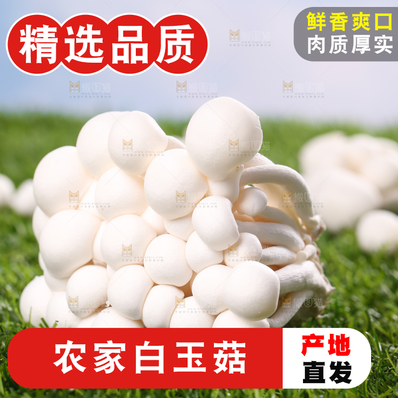 草地上的白玉菇