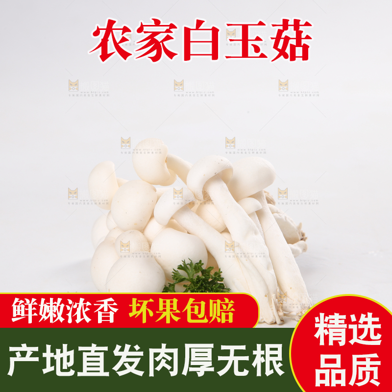 白底上的白玉菇