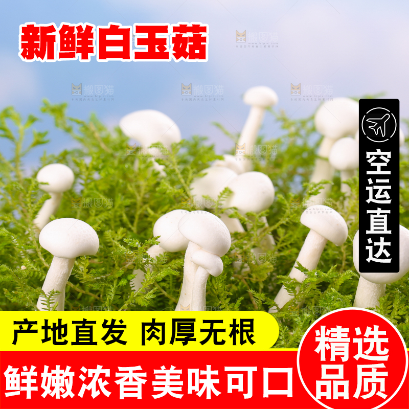 草地上的白玉菇