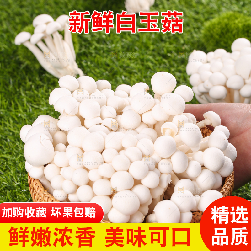 草地上的白玉菇