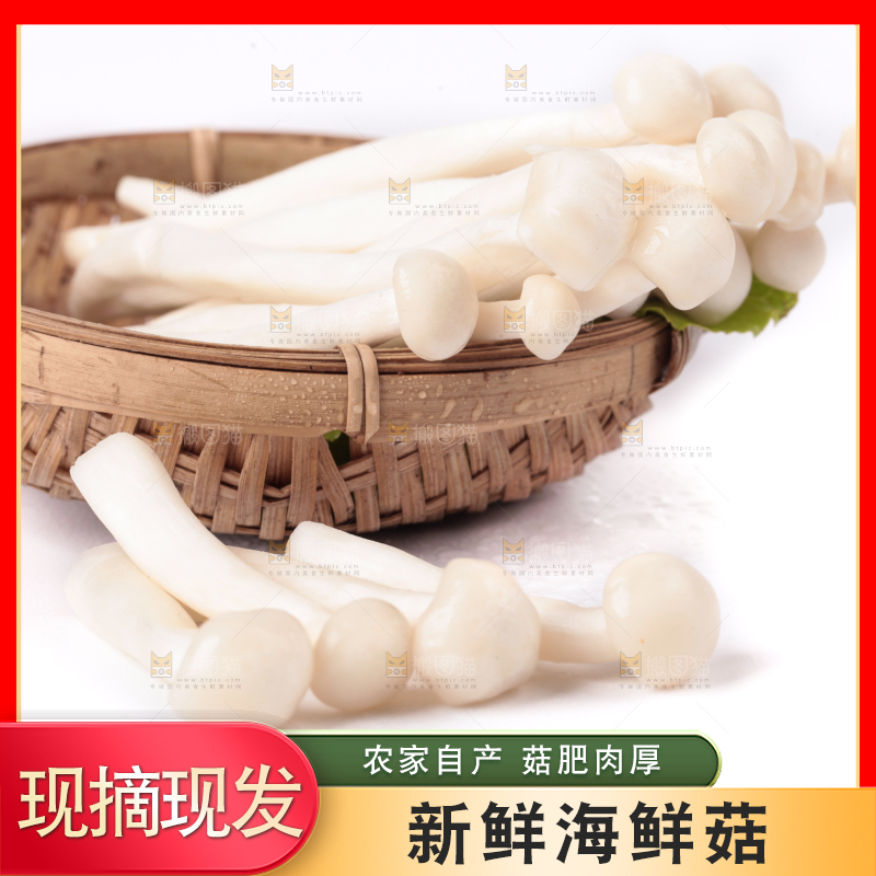 白底上的海鲜菇