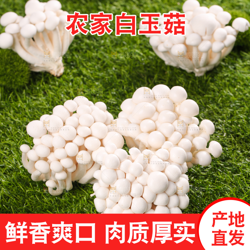 草地上的白玉菇