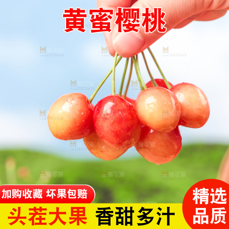 草地上的黄蜜樱桃