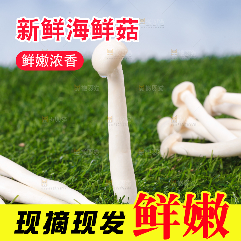 草地上的海鲜菇