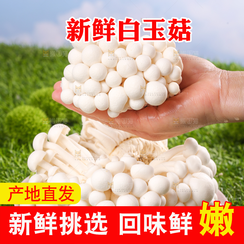 草地上的白玉菇