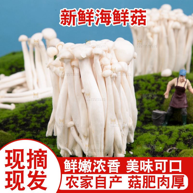 草地上的海鲜菇